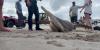 Massive shark washes up on popular North Carolina beach: Pictures here