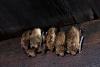 Bats In The Attic? Utah DWR Has Tips And A Chance To Watch!