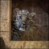 Cheyenne Mountain Zoo welcomes critically endangered leopard cub