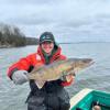 Public Meeting Regarding Walleye Management Strategies within Lake Ontario Embayments (Rochester)