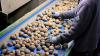 Heatwave threatens UK spuds as nation faces 'shorter chips' after farmers warn crops are dying
