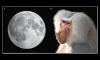 New details discovered on the connection between moonlight, baboons, and the Egyptian god Thoth