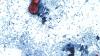Michigan reports first two U.S. deaths in outbreak of cyclospora