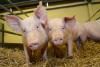 USMCA review could shape future of U.S. pork exports