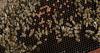 Beehives swarm unusual spots in South Florida