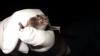 Researchers catch endangered bats in Graham County
