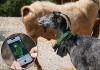 GPS-tracked goats to help fight fires: the Malaga village with its own innovative municipal herd