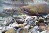 As river temps climb, dam helps keep salmon moving