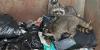 Police come to the rescue of four trapped raccoons in Maine