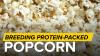 UNL Research Aims to Develop More Nutritious, Better-Tasting Popcorn