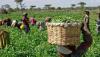 Nigeria’s agric trade returns to surplus after 6 months of deficit