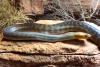 Raid at New Mexico Home Uncovers 60 Reptiles, Including the ‘Most Venomous Snake on the Planet’
