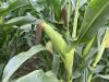 Disease pressure low in parts of Nebraska