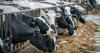 Welsh farmers urged to check livestock for bluetongue signs