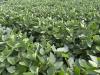 Healthy soybeans poised for strong yields in Iowa