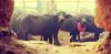 Government Proposes New Animal Service and Welfare Bill, 2083