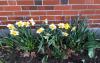 Milo Garden Club Annual Summer Fair & Plant Sale will be Thursday