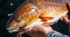 Maryland changes recreational red drum fishing limits