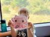 Please Help This Little Dumbo Octopus Travel Across America