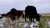 Beef Growers Day – The Challenges Facing Falklands Beef Farmers