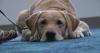 SLED introduces K-9 Chip to detect electronics, support young victims