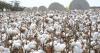 Cotton debt doubles, crop shrinks but growers prove financially savvy says ANZ