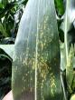 Southern corn rust detected in Kansas