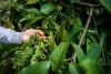 Cheap coffee is killing Vietnam’s priceless tropical forests (commentary)
