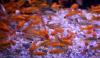 Argentina court declares goldfish as 'sentient beings,' not just property, in landmark case