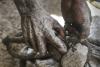 Indonesia resumes exports of minerals with rare earth byproducts