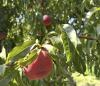 Imposter Palisade peaches beware: Colorado governor signs bill cracking down on counterfeit produce 