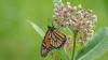 Monarchs skipped one Maine yard this June, and naturalists warn we need 'more data'