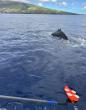 Humpback whale songs follow hidden rhythm during deep dives, research shows