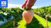 White but ripe, these strawberries are new varieties grown in Australia