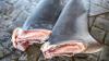 California-led study finds shark-finning rules did little to curb global shark trade