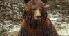 Food conditioned Black Bear caught and euthanized
