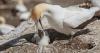 Scottish Government blocks historic island 'guga hunt' from going ahead