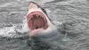Great white sharks 'already lurking off UK beaches' as ocean warms up, experts warn