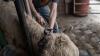 Idaho ranchers go high-tech with invisible fences for cattle