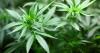 Four men charged after £1.3 million cannabis farm raided in Scottish town