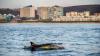 Off California, El Niño could bring a 'sharky summer,' plus sea snakes, rays, and more