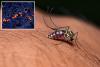 West Nile Virus turns deadly in California as officials issue update