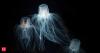 In 2005, scientists revealed how ships helped Moon Jellyfish conquer the world's seas and threaten ecosystems around the planet