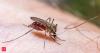 In 2009, scientists revealed the world's most annoying insect, mosquito, turned out to have a romantic side