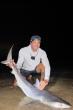 AP News: Tiger shark caught off Massachusetts could be sign of warming waters