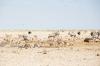 MEFT defends Etosha vehicle access restrictions