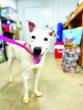 Pope County Humane Society joins national “The Rescue Effect” campaign
