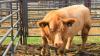 Texas man charged after allegedly buying 77 cattle with bounced checks