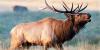 Natural Resources Conservation Service to fund Virginia elk project