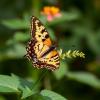 Butterflies offer clues to ecosystem health and changing habitats